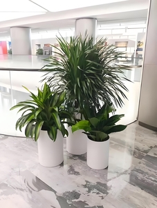 北仑绿植出租公司，让绿色点缀您的生活空间